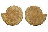 Cut & Polished Jurassic Ammonite (Perisphinctes) Fossil #344933-1